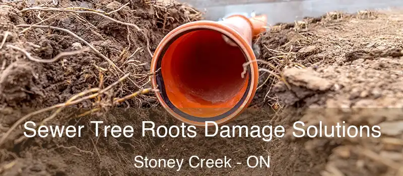 Sewer Tree Roots Damage Solutions Stoney Creek - ON